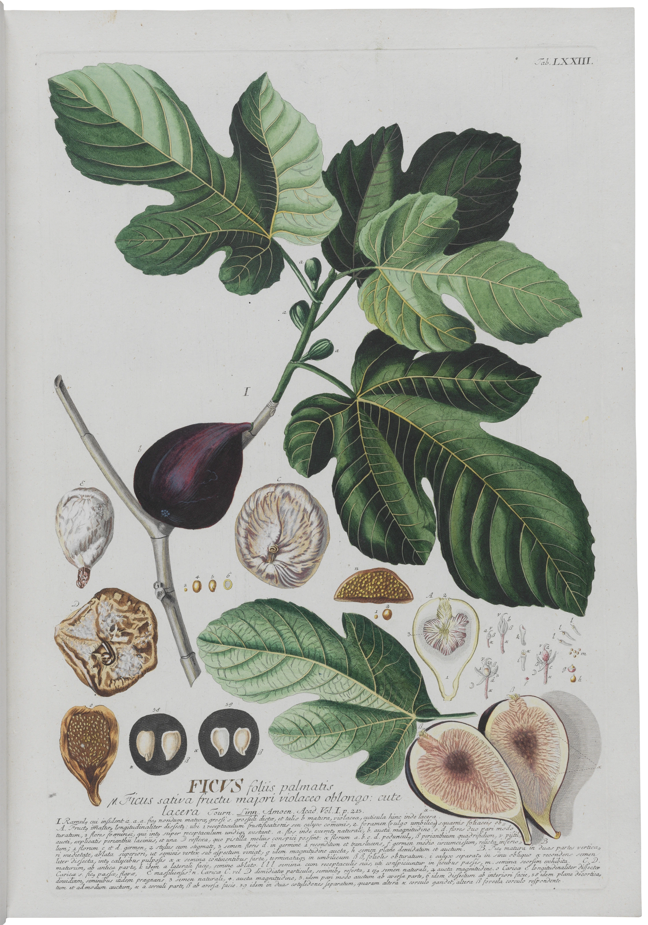 Supplement, Tafel 73: Ficus