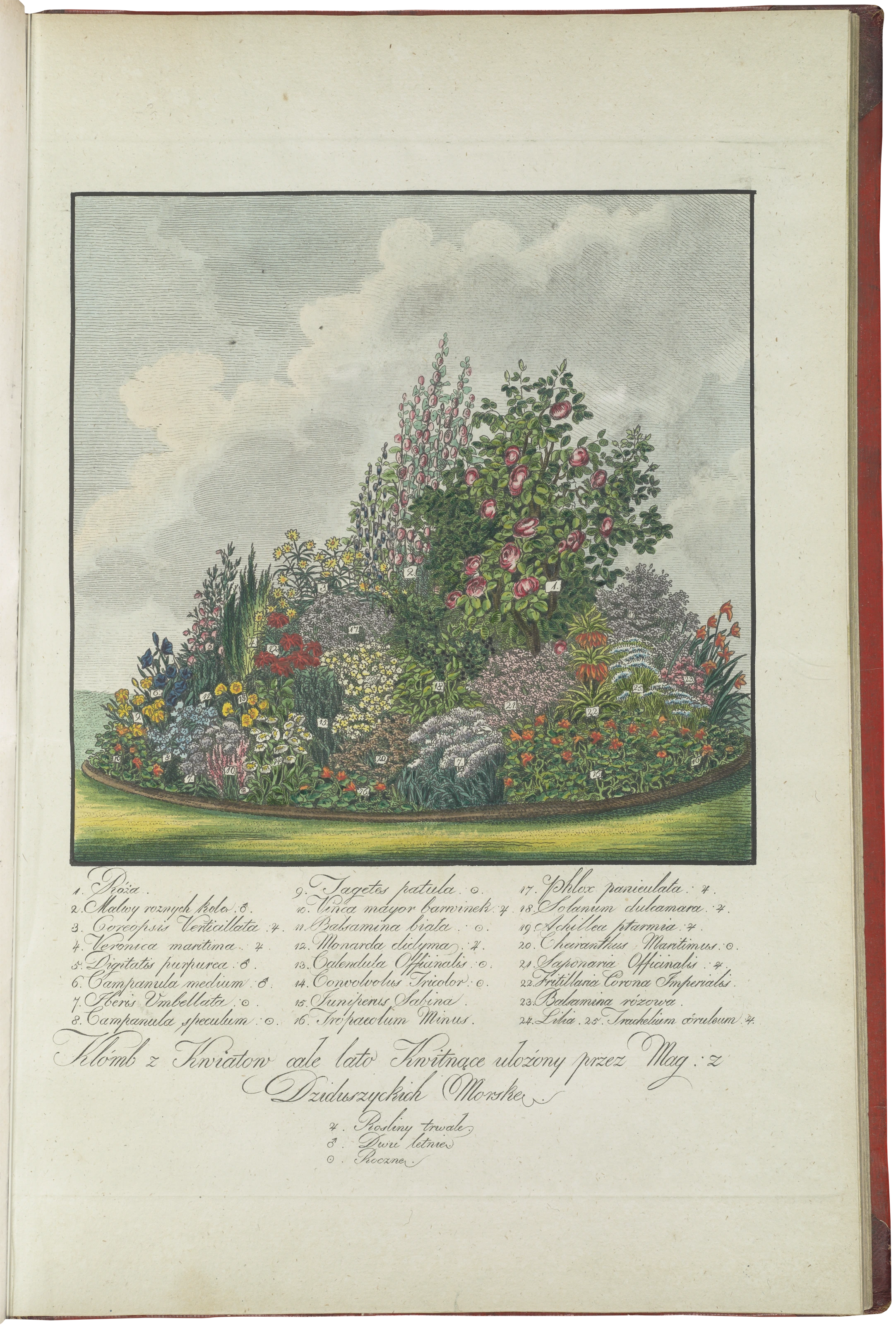 nach Seite 68: Sommerblühender Clump aus Blumen mit detaillierten botanischen Angaben