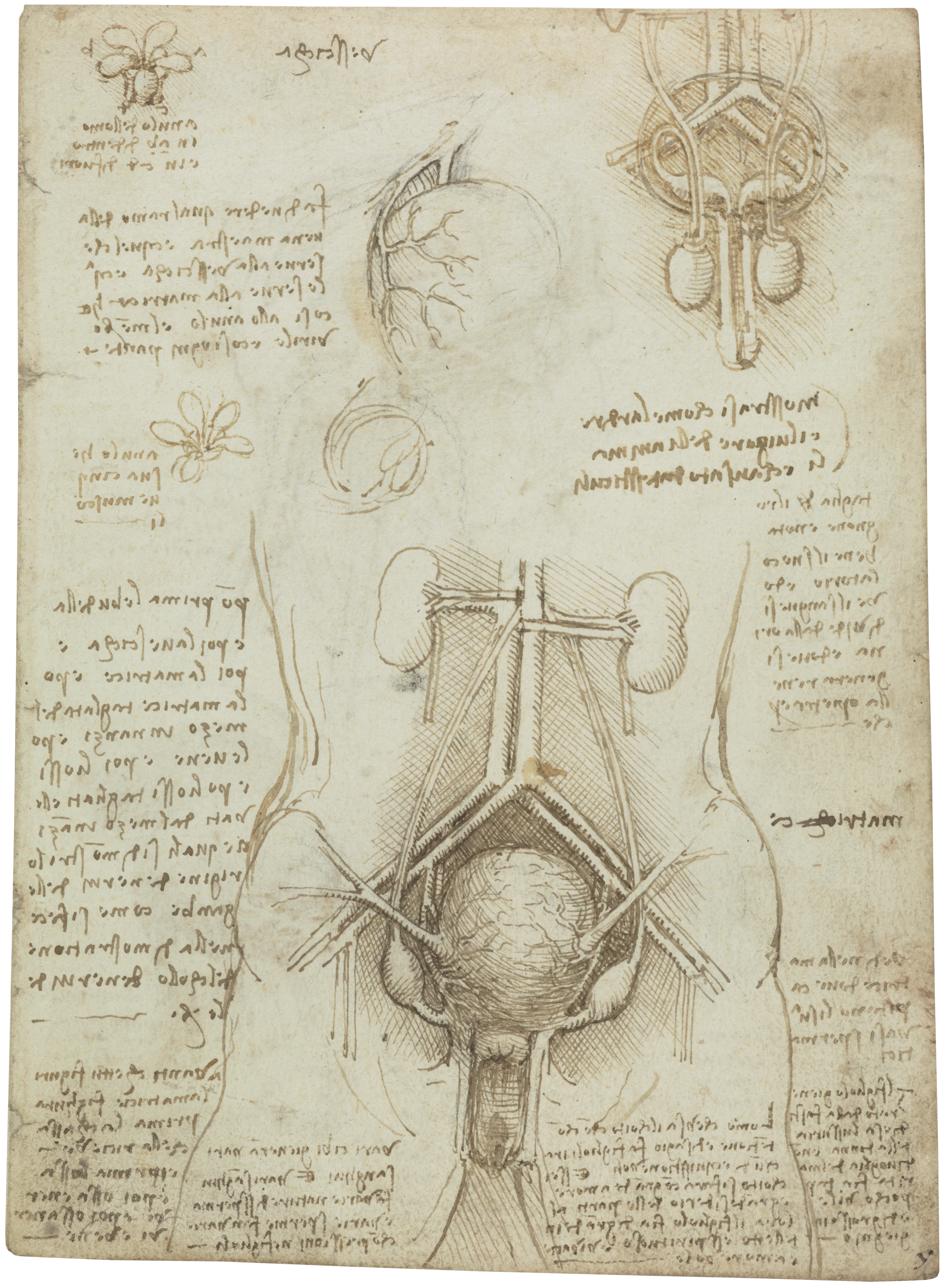 Leonardo da Vinci: Manuskript mit anatomischen Zeichnungen, 1506/1508 (Rückseite)