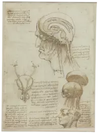 Leonardo da Vinci: Manuskript mit anatomischen Zeichnungen, 1506/1508 (Vorderseite)