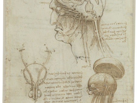 Leonardo da Vinci: Manuskript mit anatomischen Zeichnungen, 1506/1508 (Vorderseite)